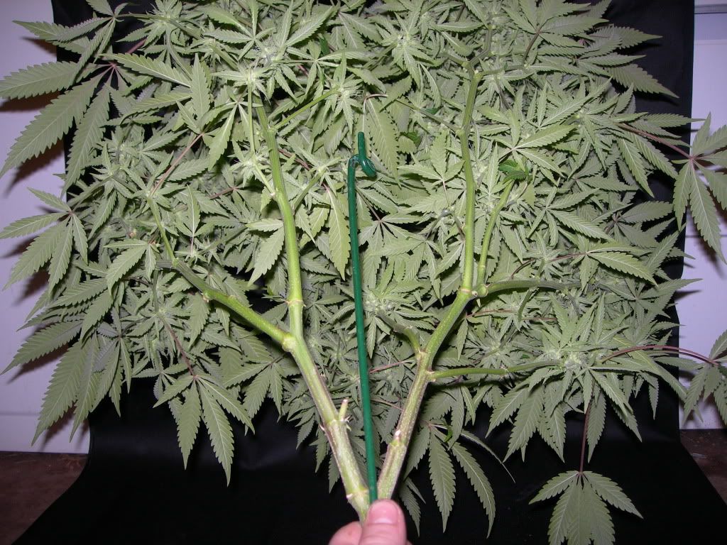 DSCN9408.jpg