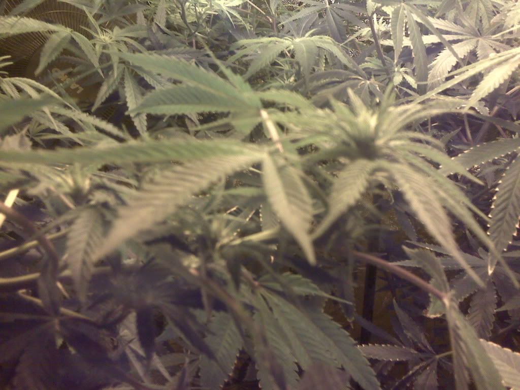 IMG00277.jpg