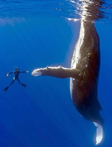 whalefive.jpg