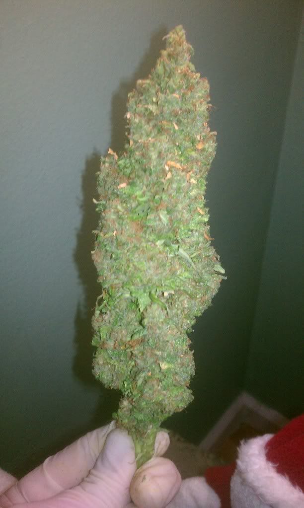 IMAG0868.jpg