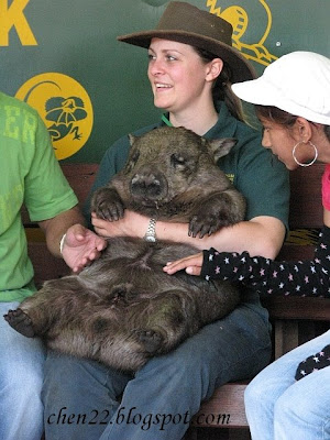 IMG_4166+wombat.jpg