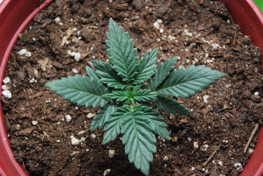 weednigga12009.jpg