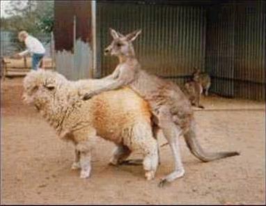 Qantas-AirNZmerger.jpg