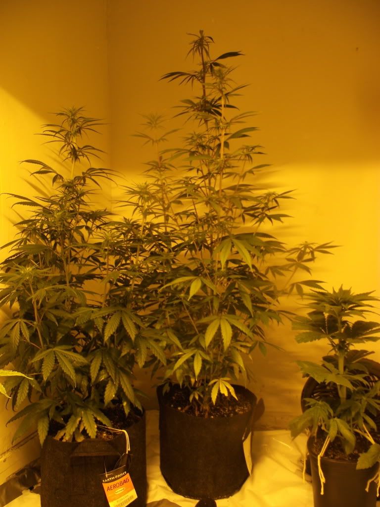 DSCF2517.jpg