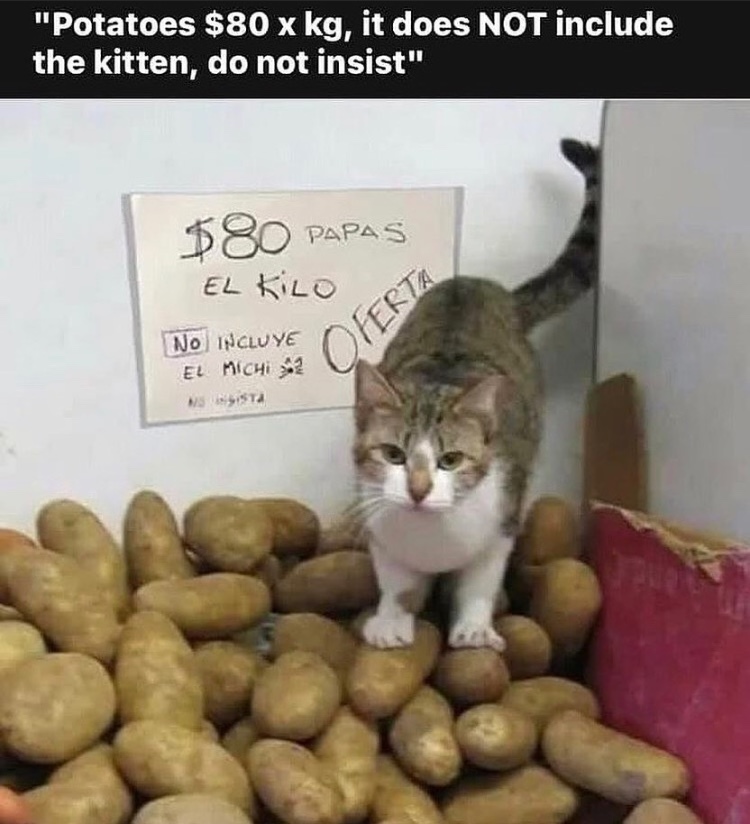 603d35a86e4a5.jpeg