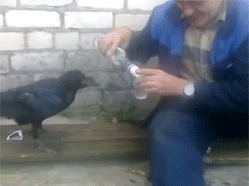 tumblr_myjp6fmicH1r3gb3zo1_250.gif
