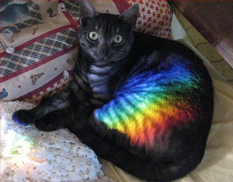 tumblr_luat2i2iP01qahipuo1_500.jpg
