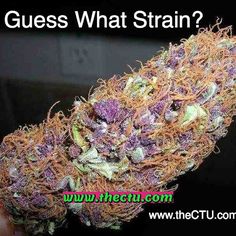 cd135e79dbf61bd8a1b32bb599e6cbb5--stoner-cannabis.jpg