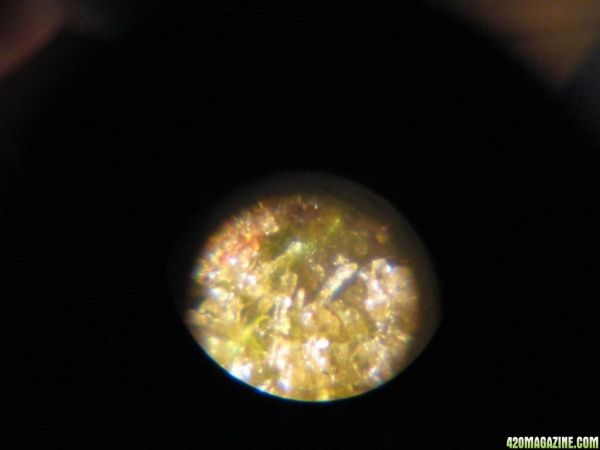 MiniMicro_TrichPics_test_011.jpg