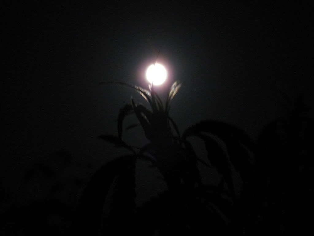 IMG_1717.jpg