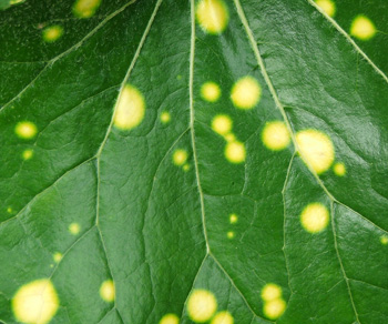 leaf-spots-yellow.jpg