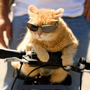 funny-cat.jpg