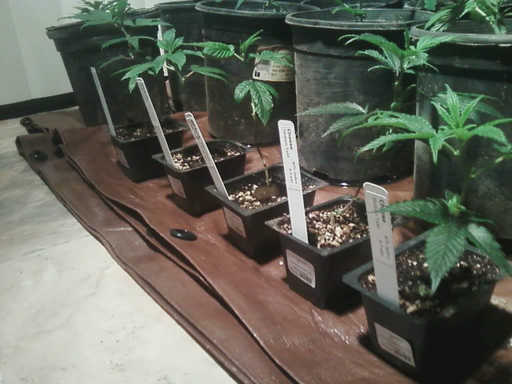 weed5.jpg