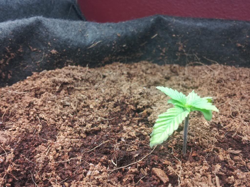 FunkyBitch1wk5days.jpg