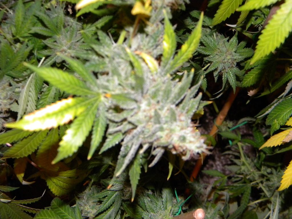 DSCN3758.jpg