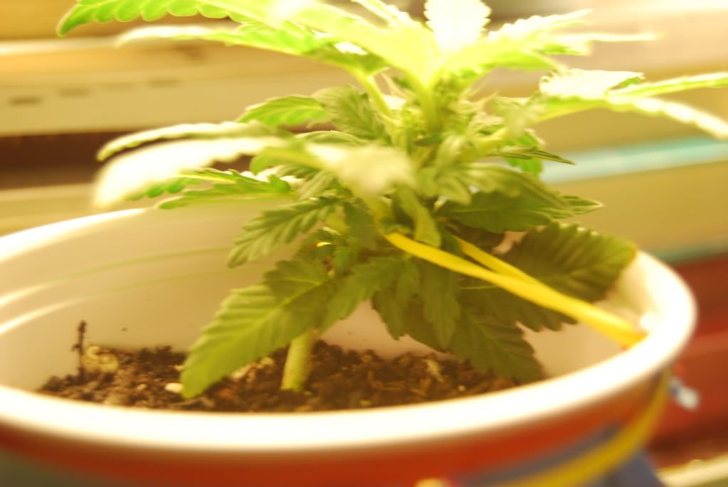 weed38005.jpg
