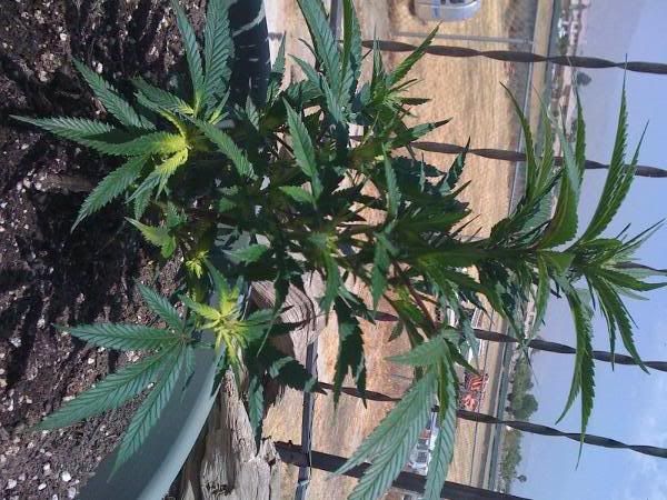 flowering_week_1_view2.jpg