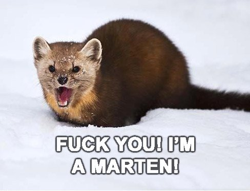 marten4.jpg