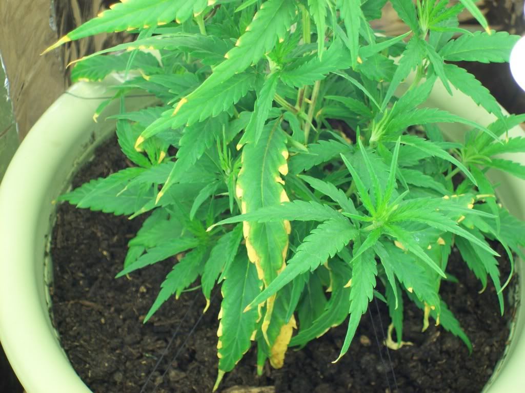 newplant022.jpg