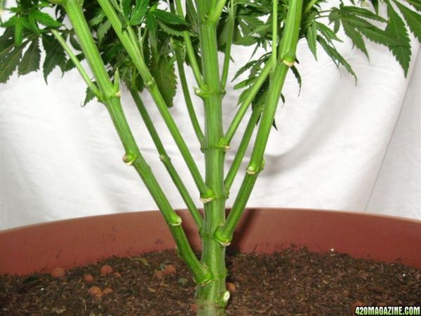 BB_CC_Grow_Update_Sep_13_10_1.jpg