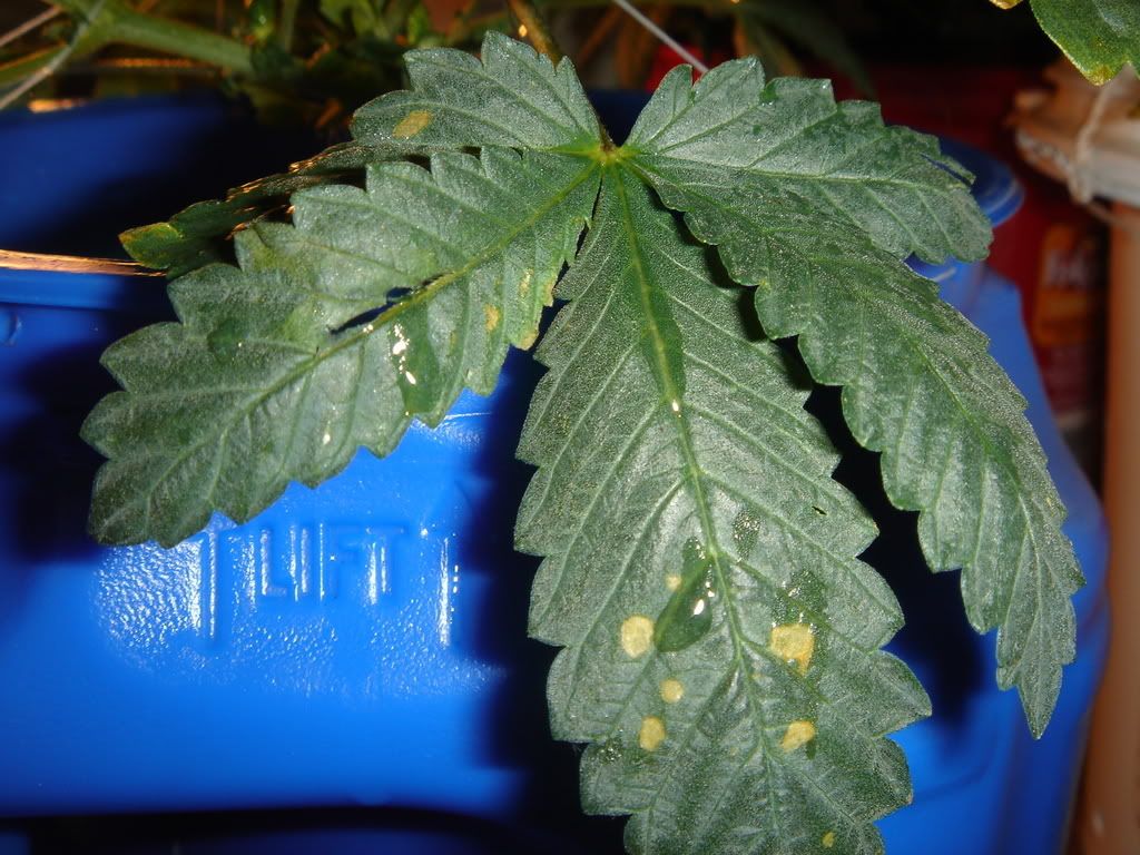 DSC01431.jpg