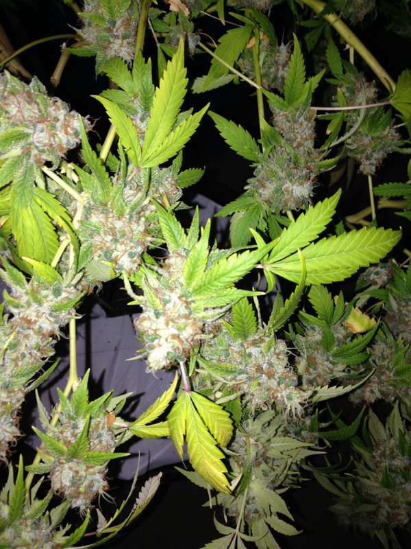 idk_20g_SIPS_bud_porn_1.jpg