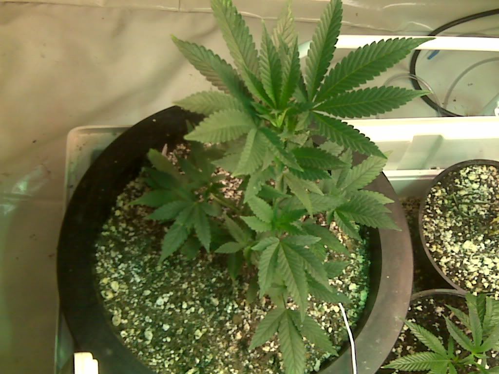 IMG00639.jpg