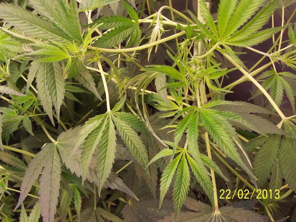 100_3407_zps6223db82.jpg