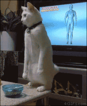 gifs_21.gif