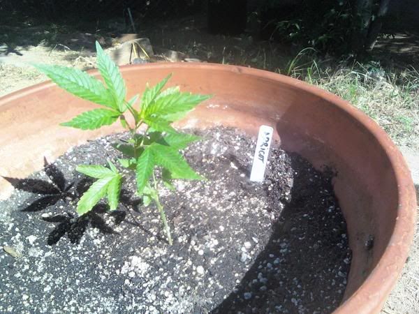 downsized_0621010911.jpg