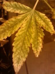 2010-02-24_130513.jpg