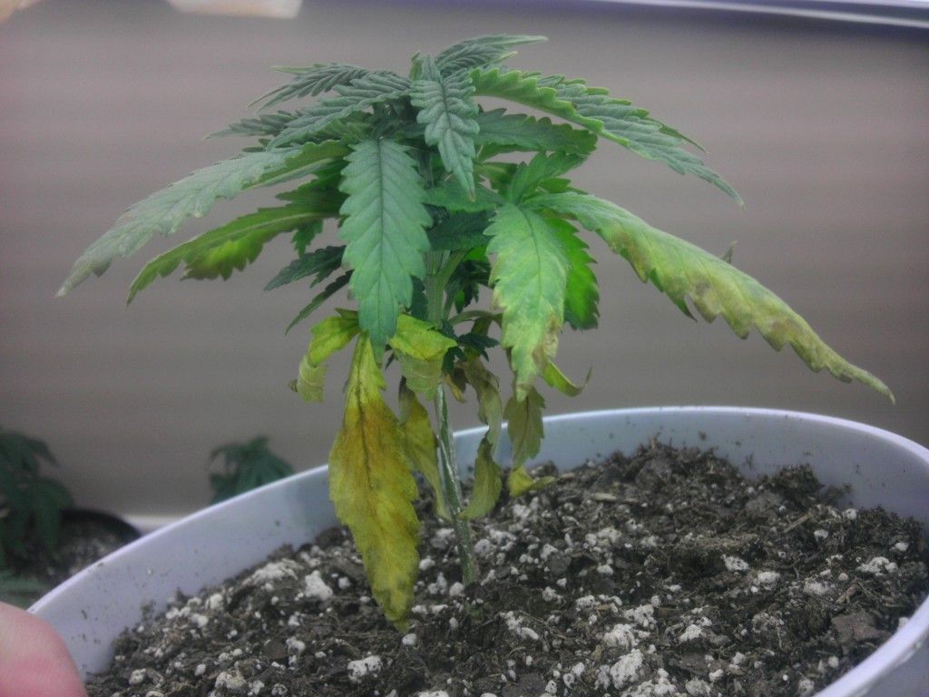 IMAG2884.jpg