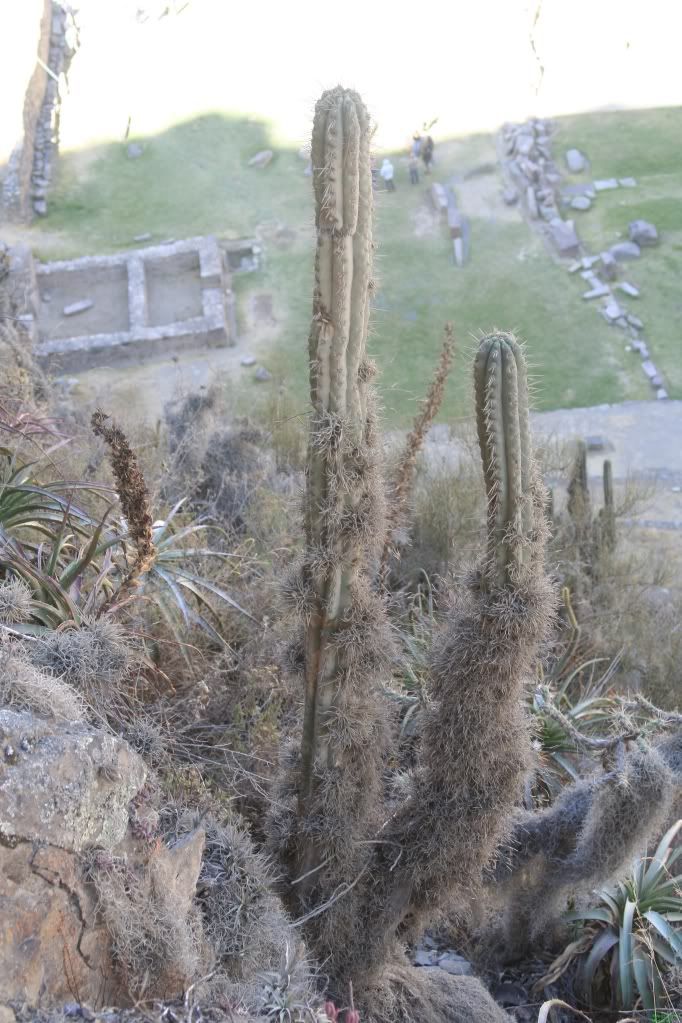 CactusPeru005.jpg