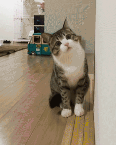 e8045dfe7d492fe17b488be37ac3565e.gif
