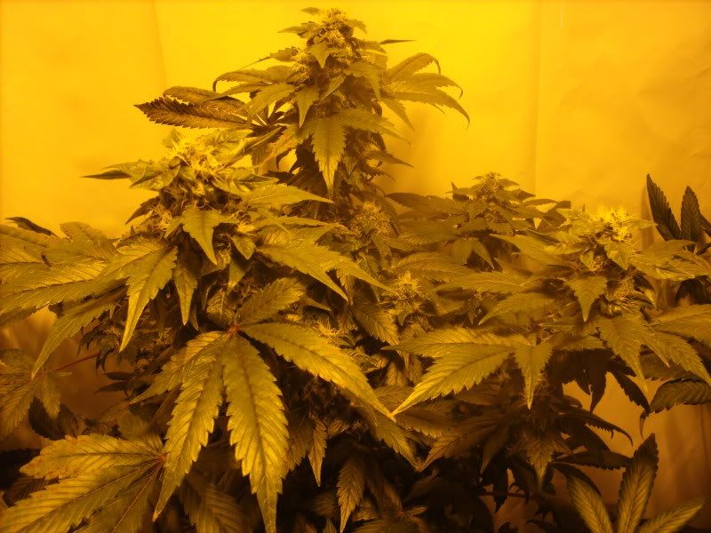 plants17006.jpg