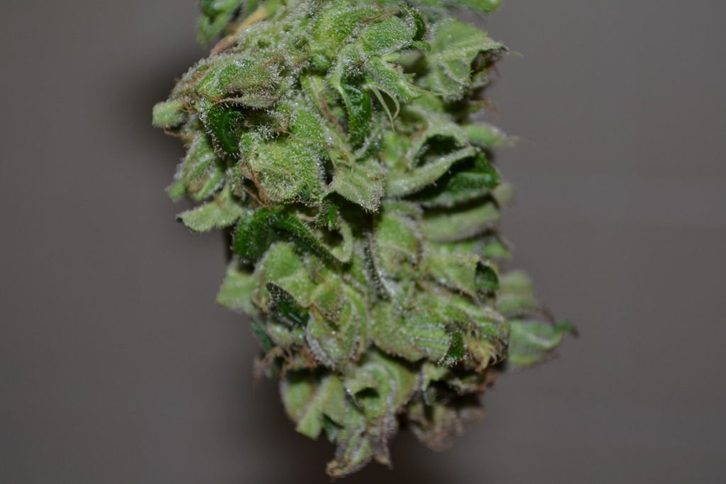 DSC_0009.jpg