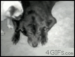200.gif