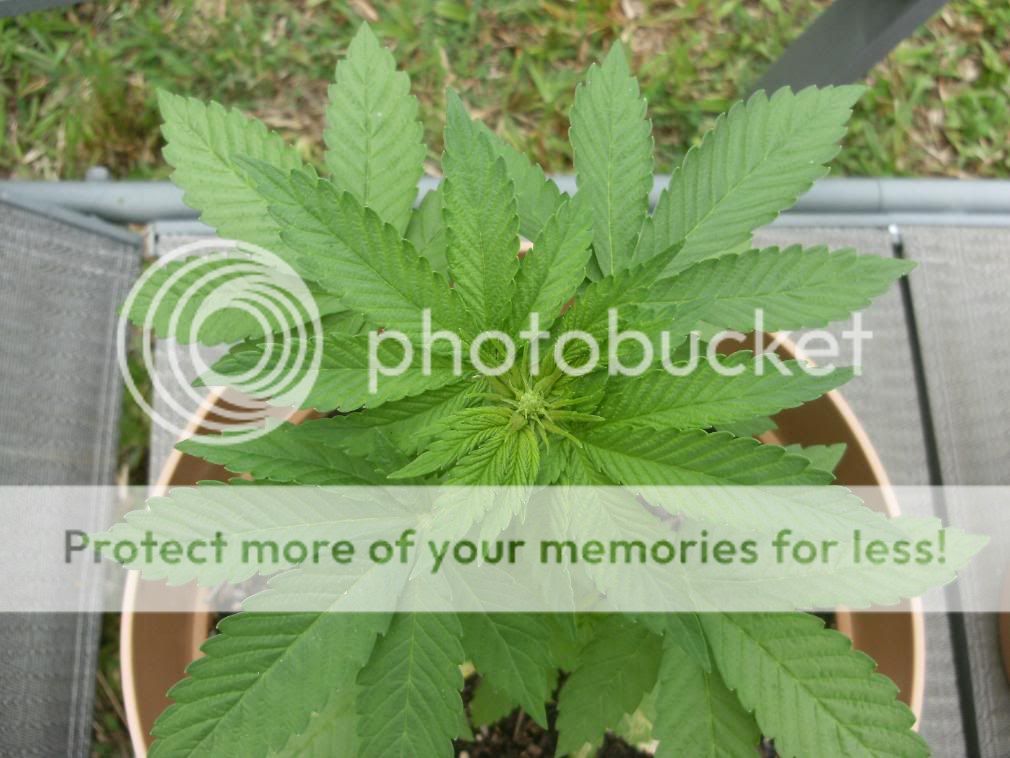 flowering2.jpg