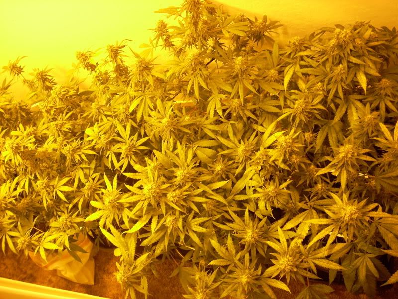 plantpics006.jpg
