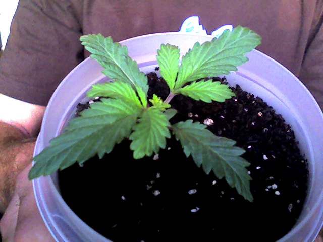 plant01.png