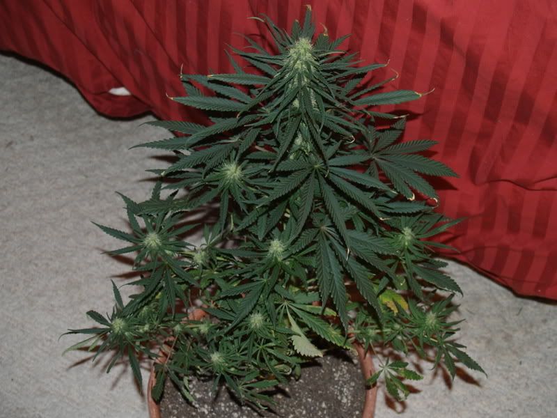 31-17-09.jpg