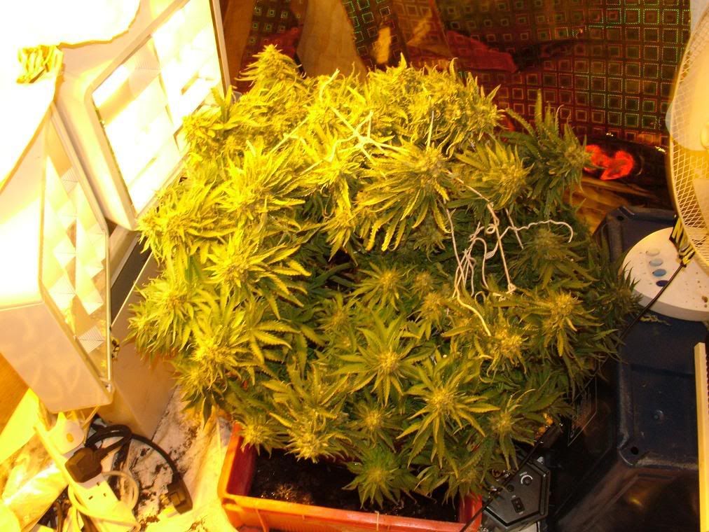 bushafter1ozchop.jpg