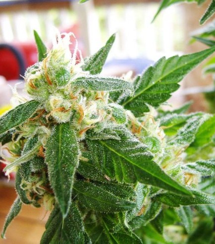 www.cannaconnection.com