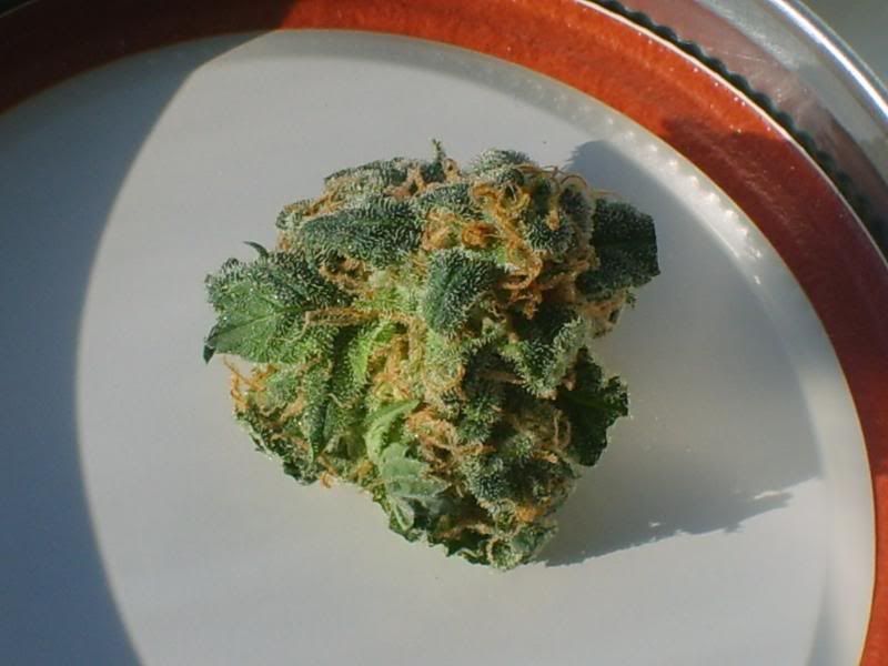 harvestpics2daysdried002.jpg
