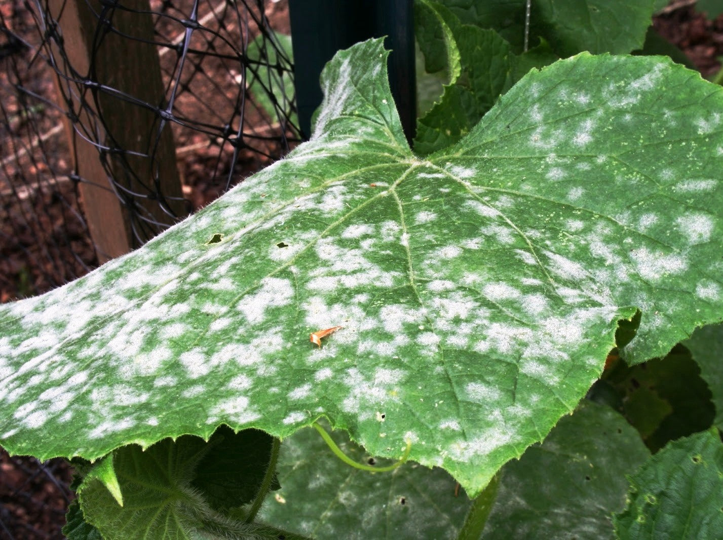 wattersgardencenter.com