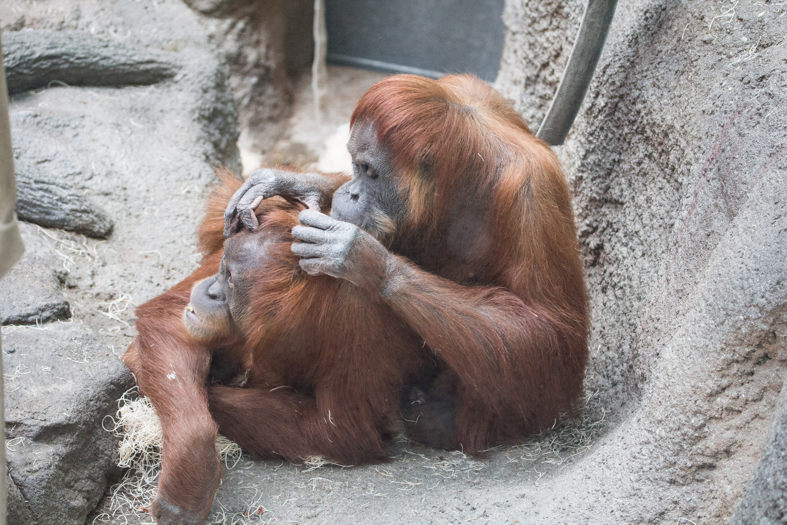 Orang-grooming-II.jpg