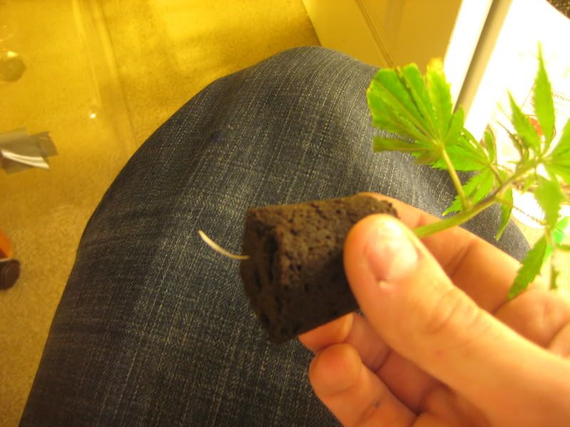 plants239.jpg