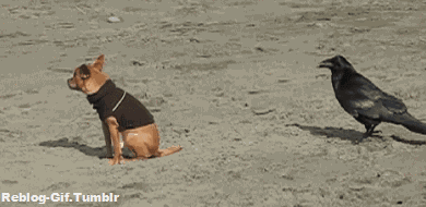 gobC0IwqujT4A.gif