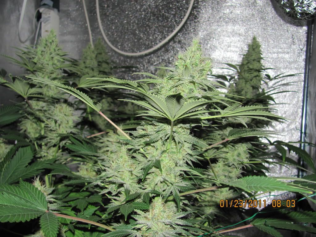 IMG_0236.jpg