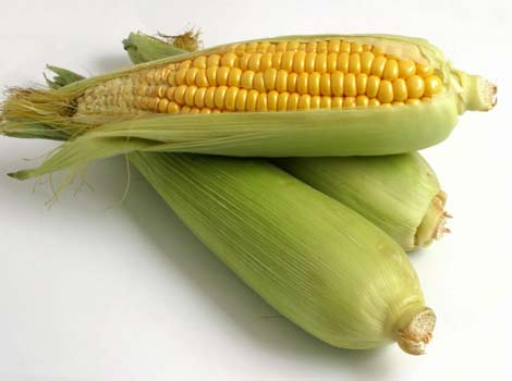 Corn1.jpg